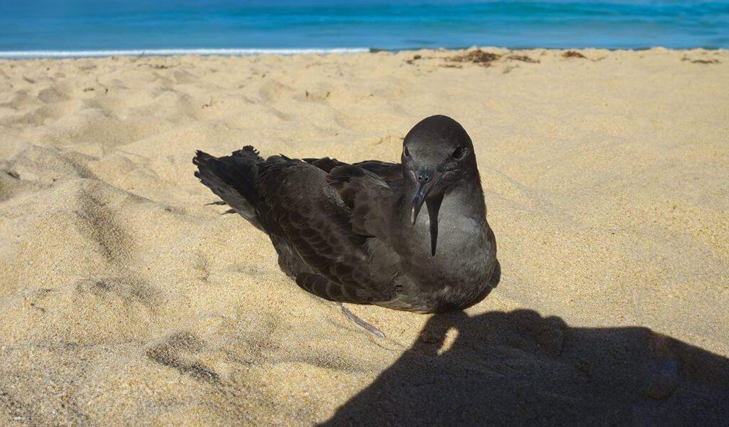 A Short-tailed shearwater bird sitting on a sandy beach by the ocean.