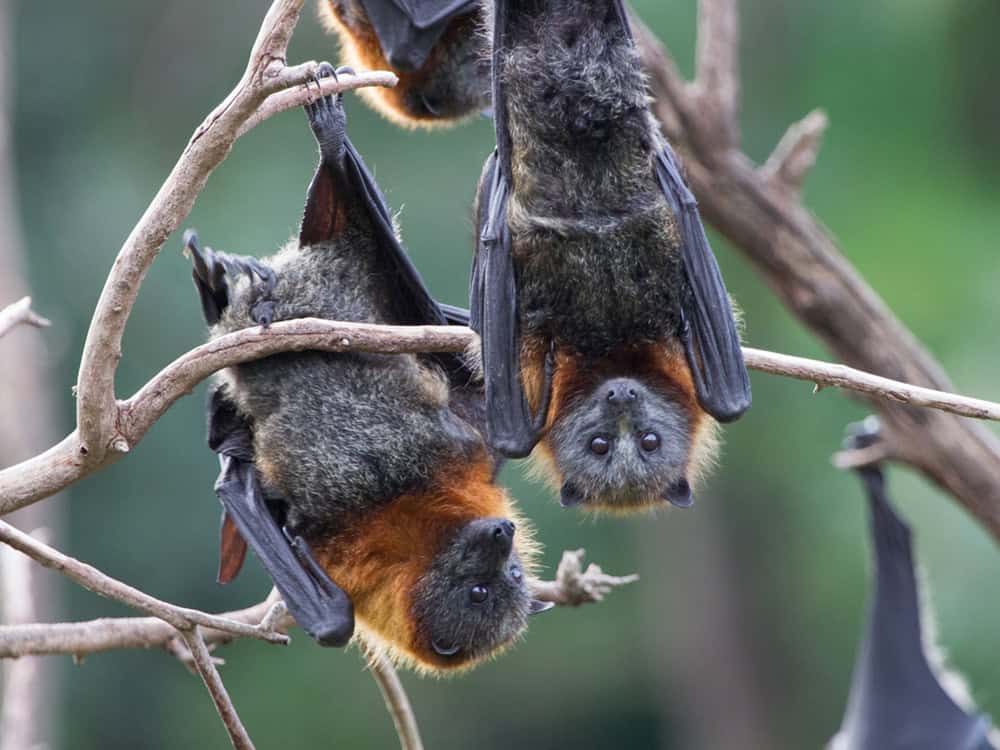 Grey-headed Flying-foxes