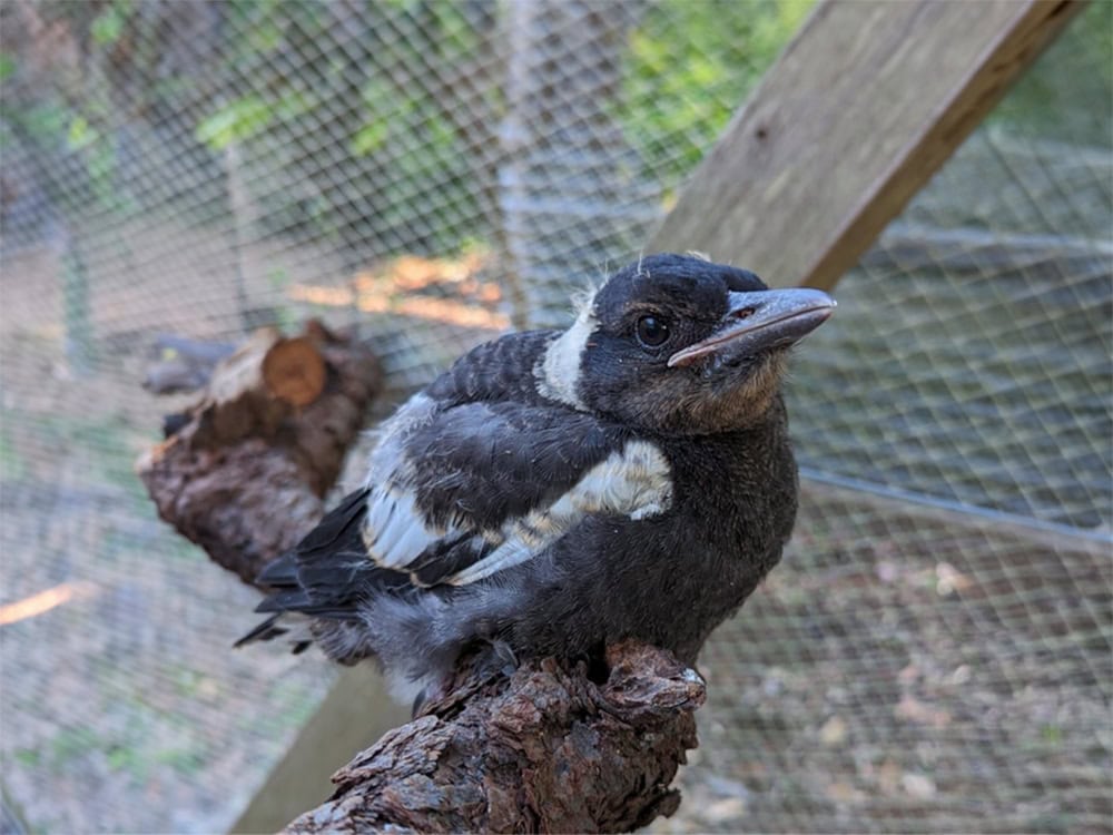 A magpie fledgling learning to fly with parents nearby. Only help if a bird is injured, cold, or in danger.
